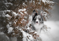 Pies, Border collie, Ośnieżone, Gałązki