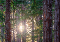 Las, Drzewa, Sekwoje kalifornijskie, Promienie słońca, Te Mata Park, Region Hawkes Bay, Nowa Zelandia