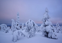 Zima, Śnieg, Ośnieżone, Pochylone, Drzewa