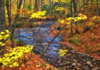 Jesień, Las, Drzewa, Kolorowe, Opadłe, Liście, Rzeka, Strumyk