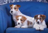 Trzy, Psy, Szczeniaki, Jack Russell terrier, Niebieska, Sofa