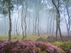 Anglia, Park Narodowy Peak District, Stanton Moor, Drzewa, Brzozy, Las, Mg?a, Polana, Wrzosy, Wrzosowisko