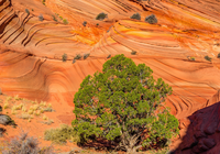 Ska?y, Drzewo, Ro?liny, Park Narodowy Zion, Stan Utah, Stany Zjednoczone