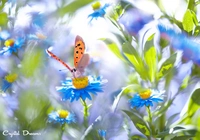 Motyl, Niebieskie, Kwiaty, Rozmyte t?o