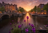 Holandia, Amsterdam, Domy, Kana?, Most, Kwiaty, Zach?d s?o?ca