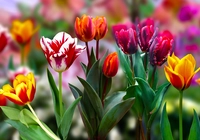 Kwiaty, Kolorowe, Tulipany, 2D