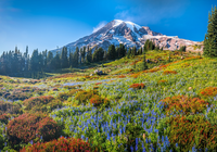 G?ry, Stratowulkan, Mount Rainier, Drzewa, ?wierki, ??ka, Kwiaty, Park Narodowy Mount Rainier, Stan Waszyngton, Stany Zjednoczone