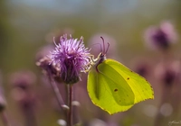 Motyl, Latolistek cytrynek, Kwiat, Ostro?e? polny