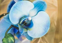 Kwiat, Niebieski, Storczyk