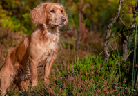 Zapatrzony, Pies, Working cocker spaniel, Wrzosy