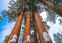 Stany Zjednoczone, Kalifornia, Las, Drzewa, Sekwoje, General Grant Grove, Park Narodowy Kings Canyon