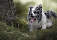 Border collie, Drzewo, Trawa