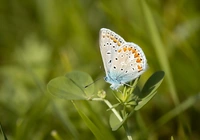 Motyl, Modraszek ikar, Listki