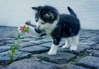 Kotek, Kwiat, Bruk