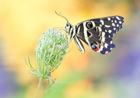 Motyl, Papilio demodocus, Dzika marchew