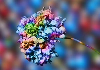 Kwiat, Kolorowa, Hortensja