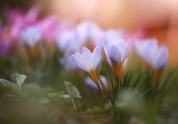 Wiosenne, Krokusy, Liliowe, Kwiaty