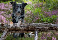 Pies, Border collie, Konar, Wrzosy