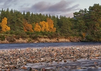 Drzewa, Kamienie, Rzeka, River Dee, Park Narodowy Cairngorms, Ballater, Szkocja