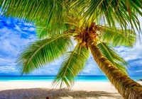 Morze, Plaża, Palma kokosowa, Seszele