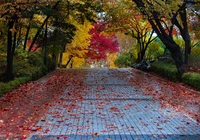 Jesień, Droga, Aleja, Kolorowe, Liście, Drzewa, Park