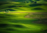 Stany Zjednoczone, Stan Waszyngton, Palouse, Wzgórza, Łąki, Drzewo