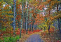 Las, Drzewa, Kolorowe, Liście, Ścieżka, Jesień