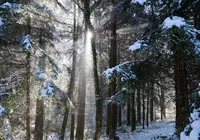 Las, Drzewa, Droga, Zima, Śnieg, Przebijające światło