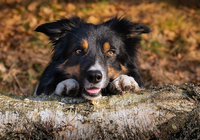 Pies, Border collie, Mordka, Łapki, Pień