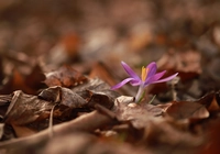 Krokus, Suche, Liście