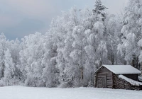 Zima, Śnieg, Drewniana, Chata, Szopa, Oszronione, Drzewa, Las