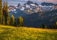 Góry, Drzewa, Łąki, Kwiaty, Park Narodowy Mount Rainier, Stan Waszyngton, Stany Zjednoczone