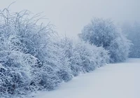 Zima, Śnieg, Oszronione, Krzewy, Drzewa, Mgłą