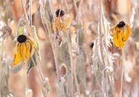 Przekwitnięte, Rudbekie, Kwiaty