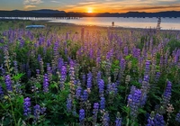 Stany Zjednoczone, Kalifornia, Wschód słońca, Jezioro, Tahoe Lake, Łąka, Łubin