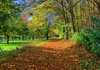 Park, Droga, Opadłe, Liście, Drzewa