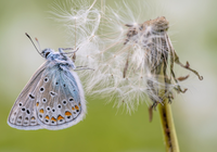 Motyl, Modraszek ikar, Dmuchawiec, Zbliżenie