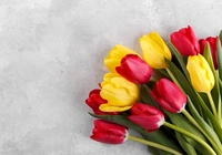 Kwiaty, Czerwone, Żółte, Tulipany, Jasne tło