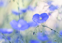 Niebieski, Kwiat, Len