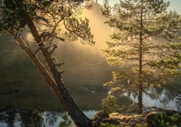 Drzewa, Pajęczyny, Kamienie, Jezioro Ładoga, Karelia, Rosja