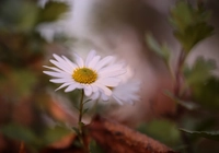 Biały, Aster, Jesienny, Kwiat