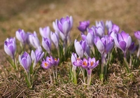 Liliowe, Krokusy, Wiosenne, Kwiaty