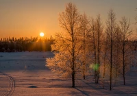 Zachód słońca, Słońce, Zima, Las, Drzewa, Śnieg