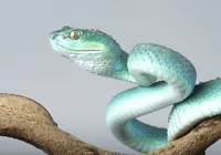 Niebieska, Żmija, Trimeresurus insularis, Gałąź, Szare, Tło