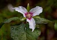 Trillium undulatum, Kwiat, Trójlist, Liście, Krople