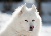 Samojed, Pies, Puszysty, Biały