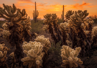 Kaktusy cholla