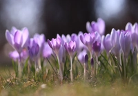 Wiosenne, Jasnofioletowe, Krokusy, Kwiaty