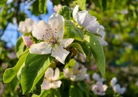 Drzewo owocowe, Jabłoń, Kwiaty, Liście, Gałązki