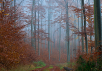 Jesień, Las, Mgła, Drzewa, Zrudziałe, Liście